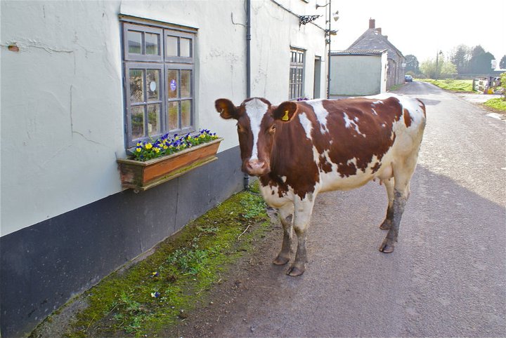 cow outside sheppey cow outside sheppey