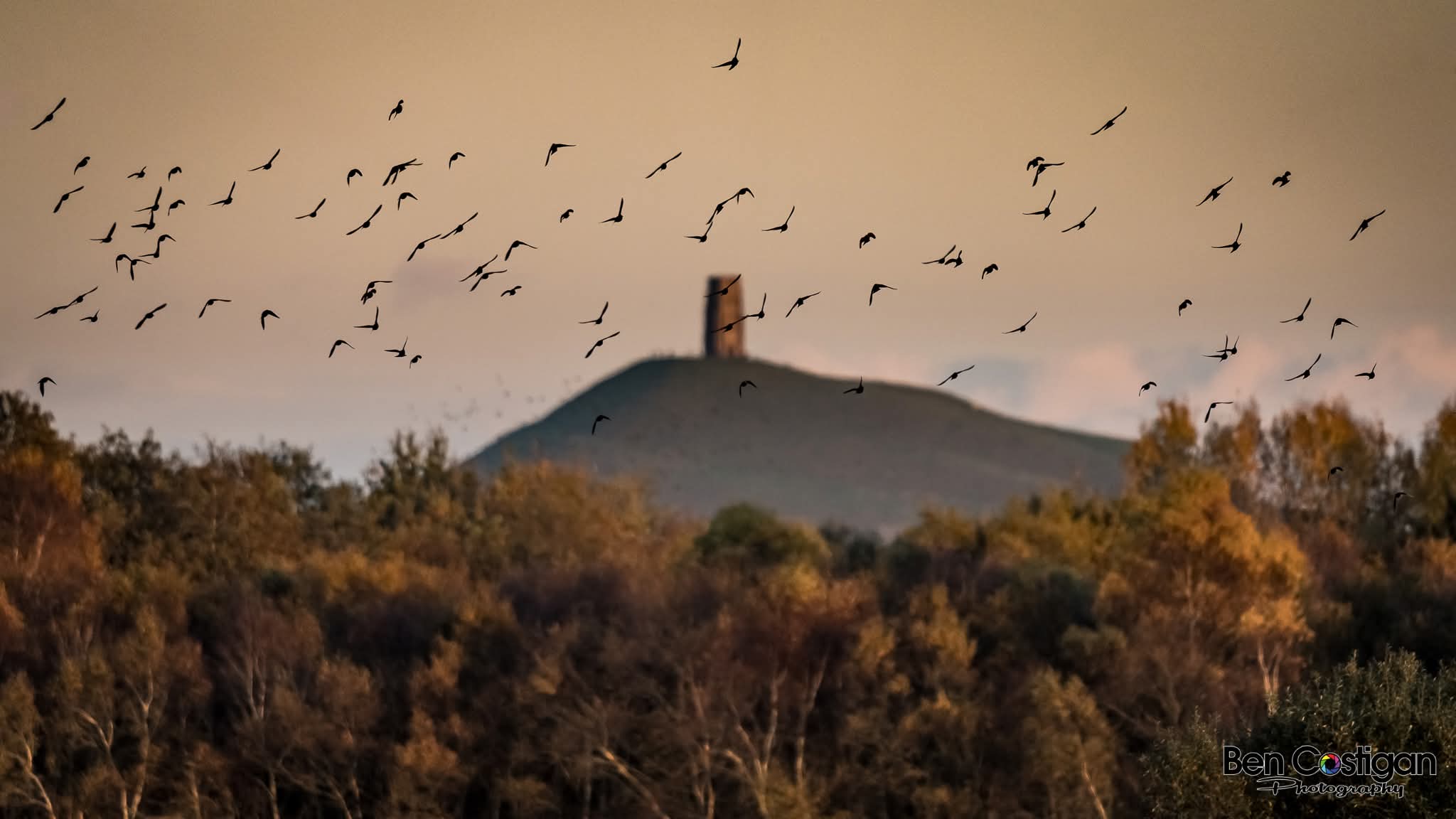 A flock of birds flies over autumn trees near The Sheppey, with a distant hill topped by a tall, solitary stone tower—an Autumn Treat under a soft, warm sky.