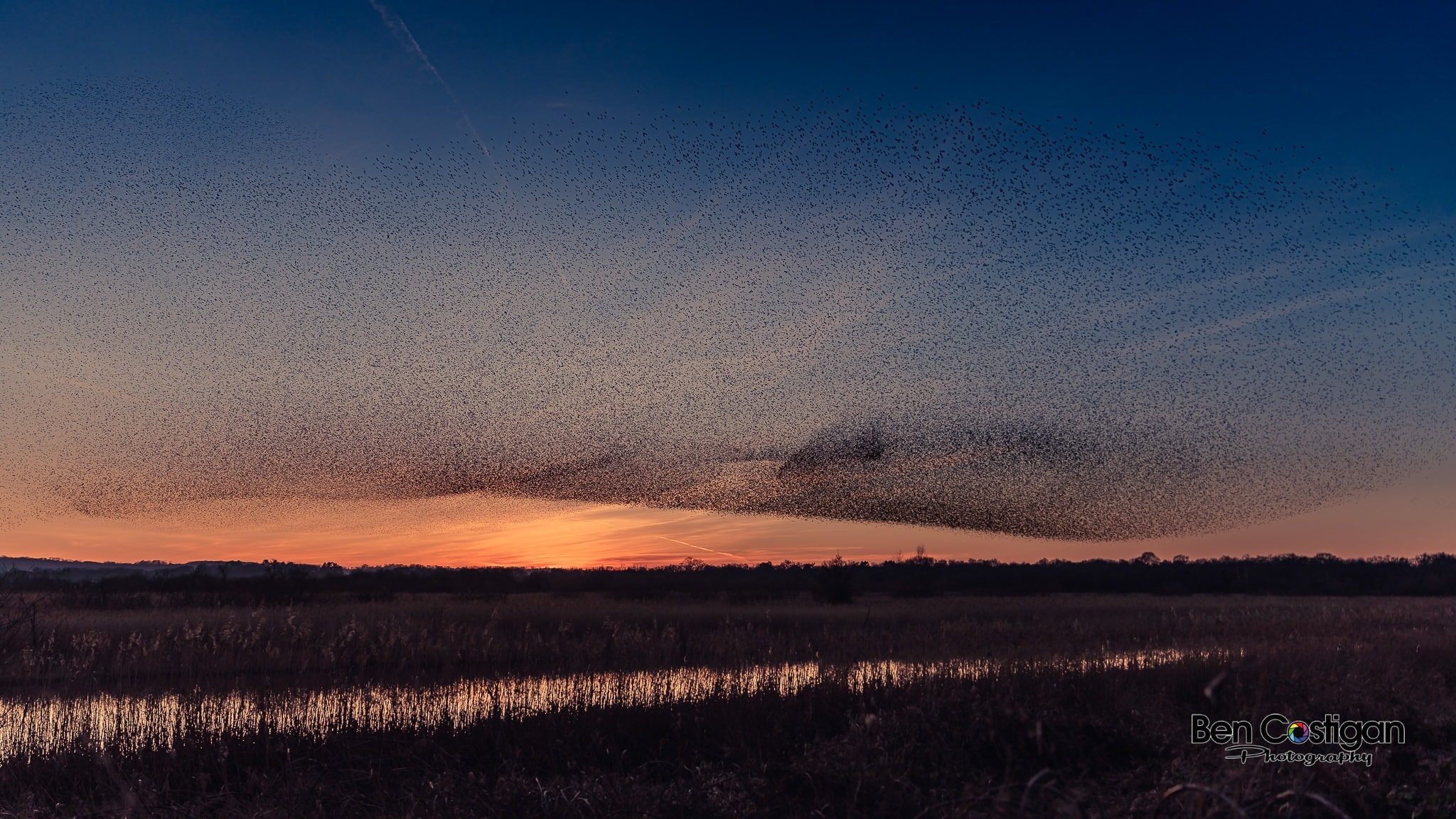 Murmerations at shapwick heath