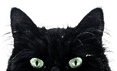 Close-up of the top half of a black cats face with bright green eyes and pointed ears against a white background.