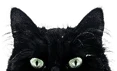 Close-up of the top half of a black cats face with bright green eyes and pointed ears against a white background.